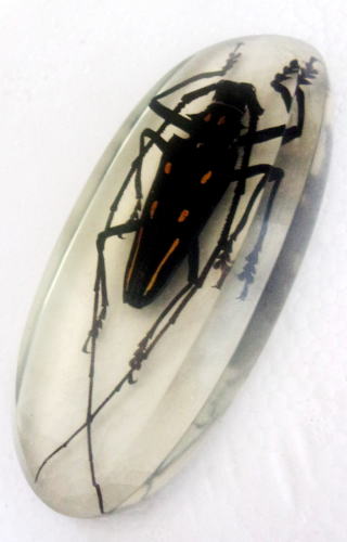 batocera rosenbergi